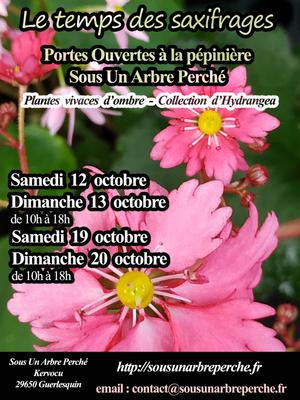 Le temps des saxifrages Le temps des saxifrages