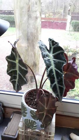 Feuilles d'alocasia qui changent de couleur et retombent