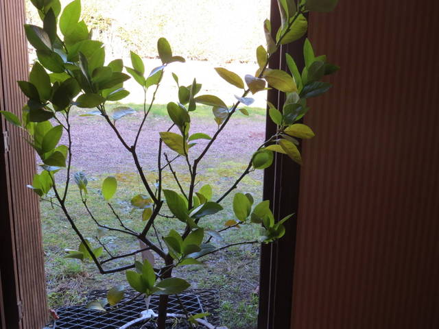 Taille d'1 citronnier lime en pot