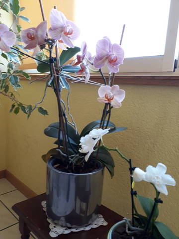 Pousses d'orchidée