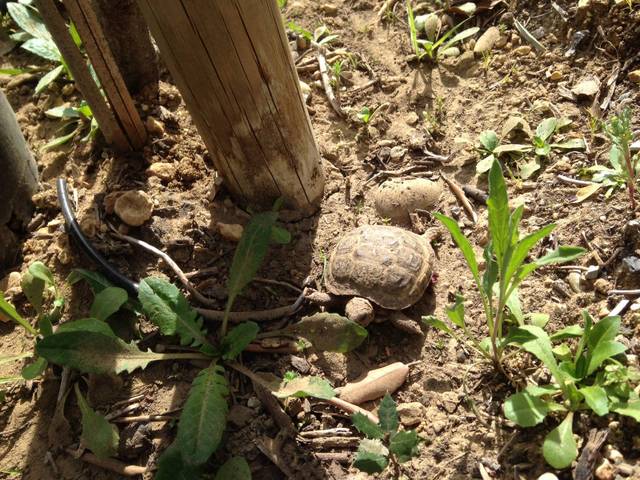 Tortue dans le jardin