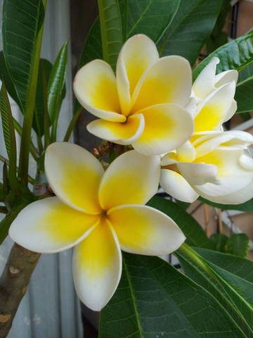 Frangipanier en pleine terre