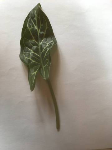 Identification d'une mauvaise herbe