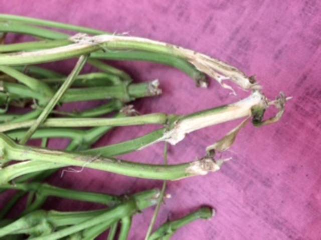 Les tiges de mes haricots vers sont rongés