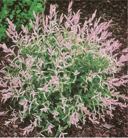 Saule crevette