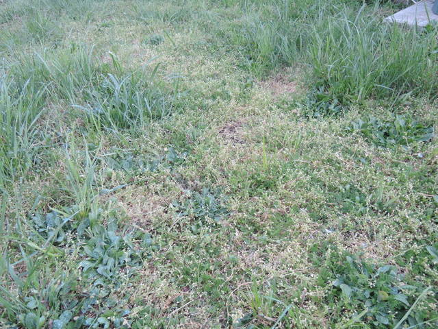 Problème pelouse
