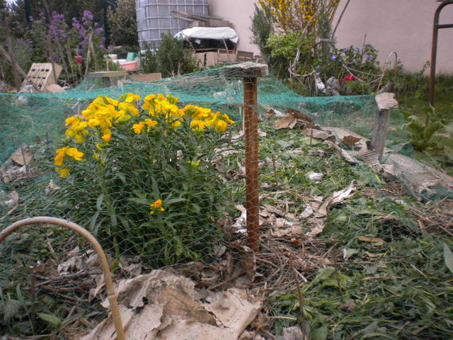 Arrosage pomme de terre