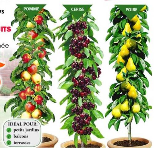 Fruitiers nains