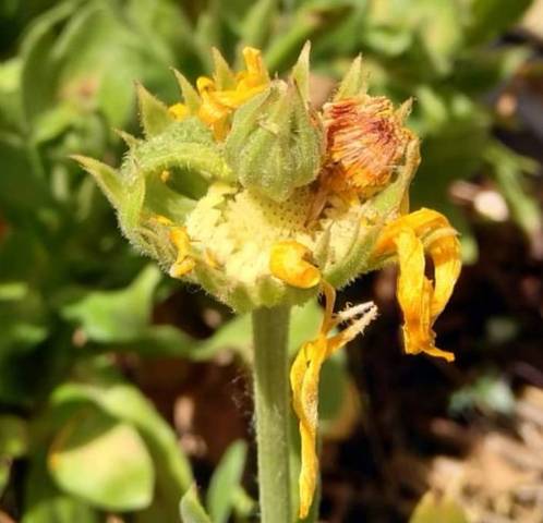Fleur de souci gigogne ?