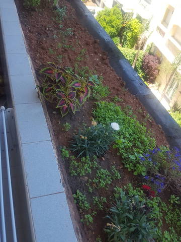 Jardinière au balcon