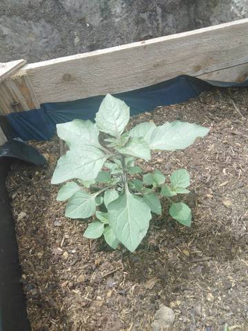 Plants de tomates différents des autres