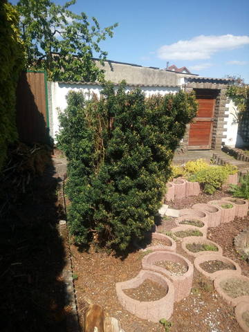 Puis je utiliser le broyat d'if dans mon jardin?