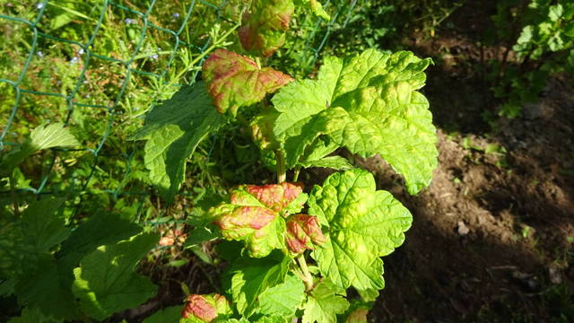 Groseilles malades