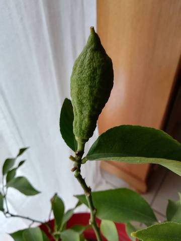 Mon citronnier végète 