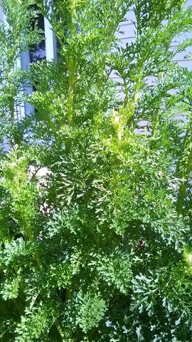Plantes à identifier 