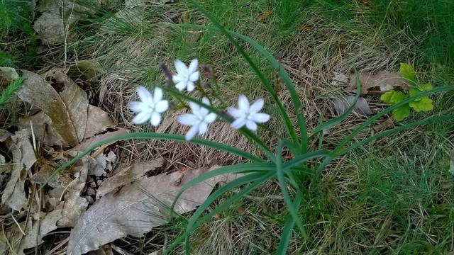 Plantes à identifier