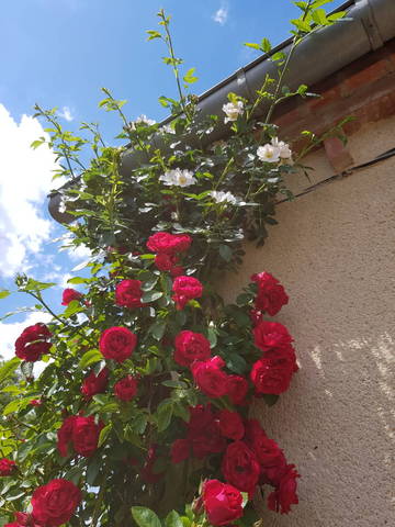 Mon rosier grimpant fait d'autres rosés différents
