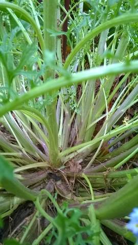 Plantes à identifier