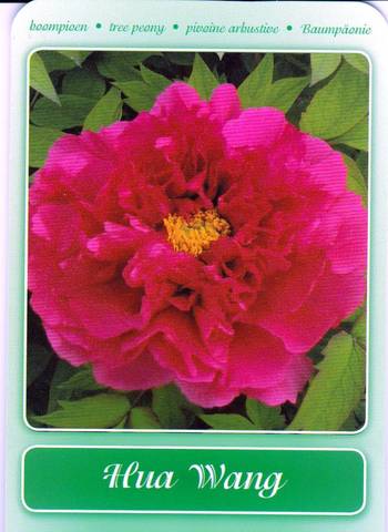 Pivoine arbustive doublée de pivoine - photos