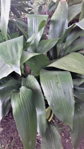 Plante d'appartement