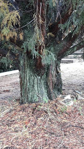 Arbre maladie ?