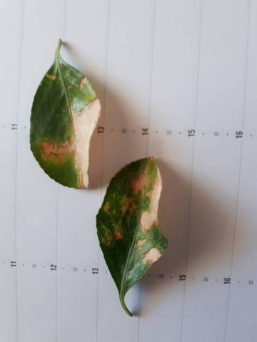 Taches brun clair sur feuilles