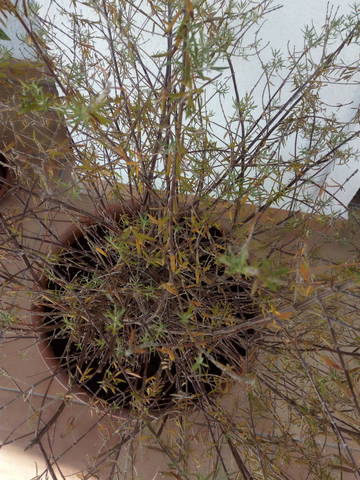 Mon westringia en pot devient jaune