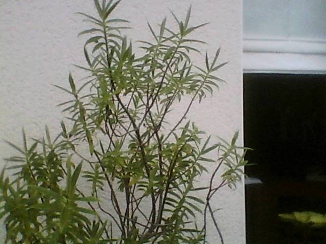 Nom de plante