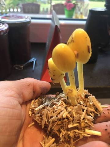 Champions jaunes qui poussent au pied des plans de tomates ?