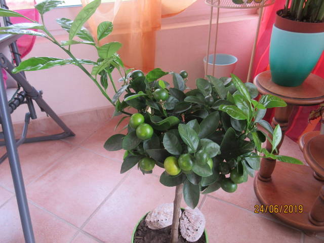 Calamondin oranger