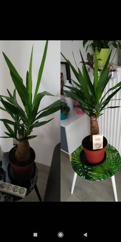 Yucca en bonne santé ? des conseils ?