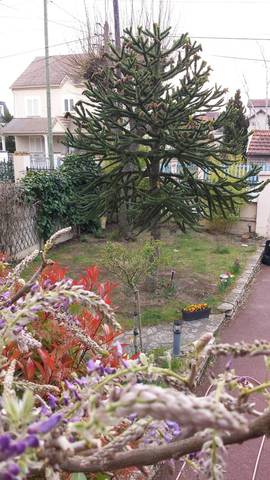 Araucaria à tailler