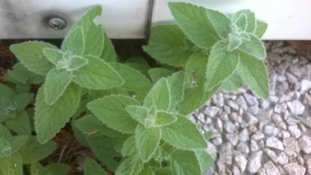 Plantes inconnues