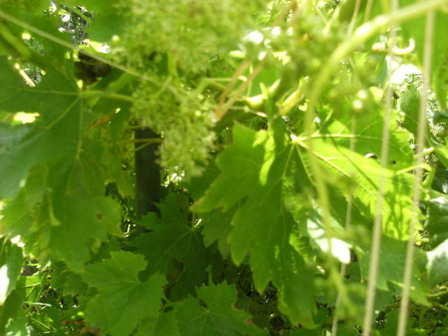 Raisin en fleurs?