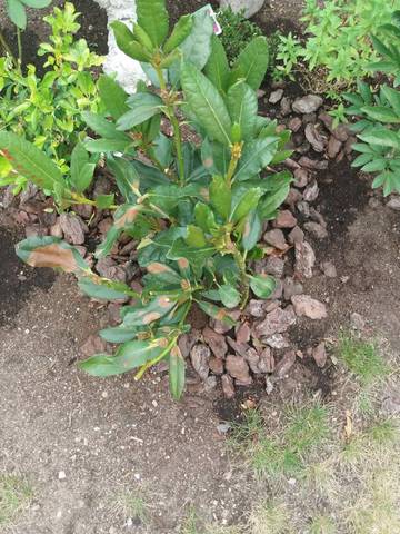Rhododendron en souffrance