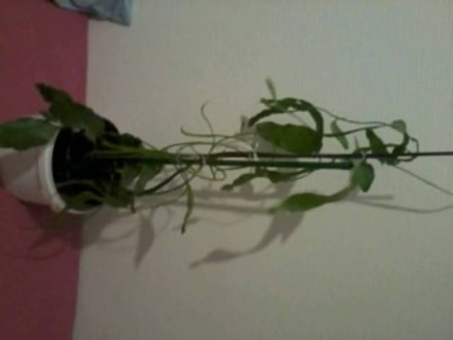 Nom de plante