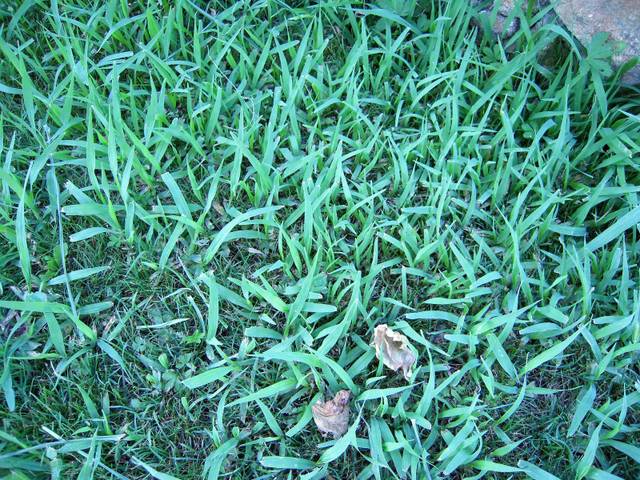 Plante invasive pelouse