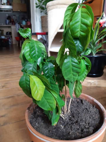 Coffea arabica mal en point