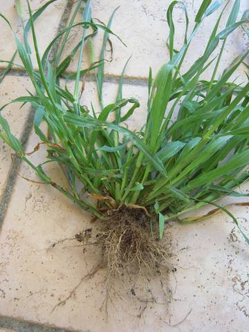 Plante invasive pelouse