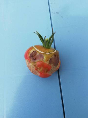 Mes tomates sont mangées