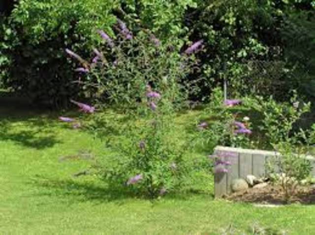 Buddleia, envahisseur?