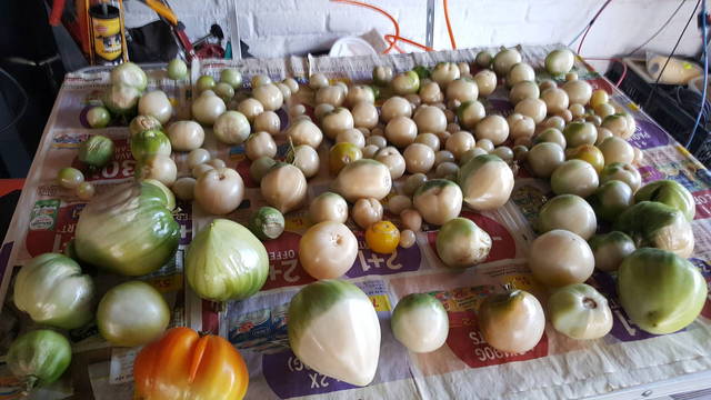 Mes tomates sont blanches