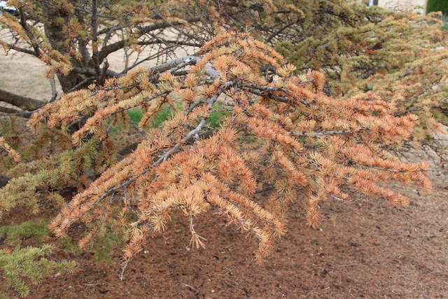 Dépérissement du cèdre