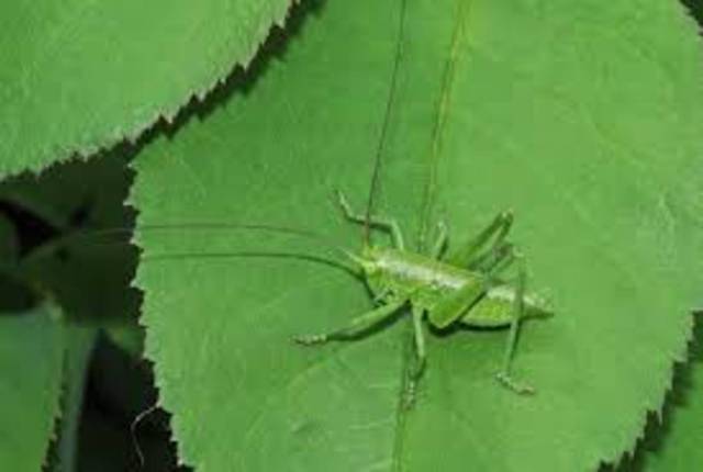 Mon citronnier a les feuilles complètement trouées