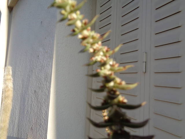 Nom d'une plante