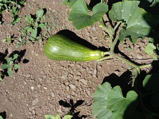 Courge butternut