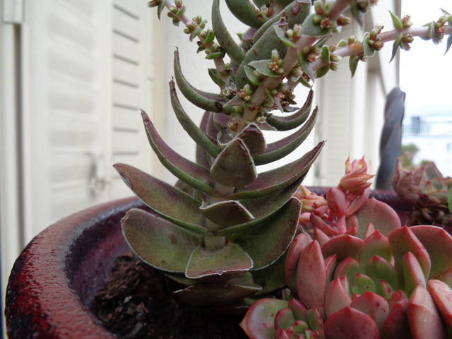 Quelle est cette plante