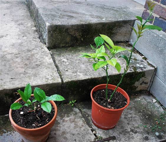 Différence entre citronnier et calomodin