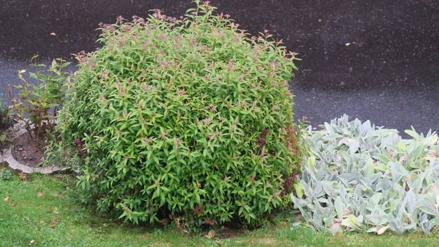 2ème taille  de spirées et pieris?
