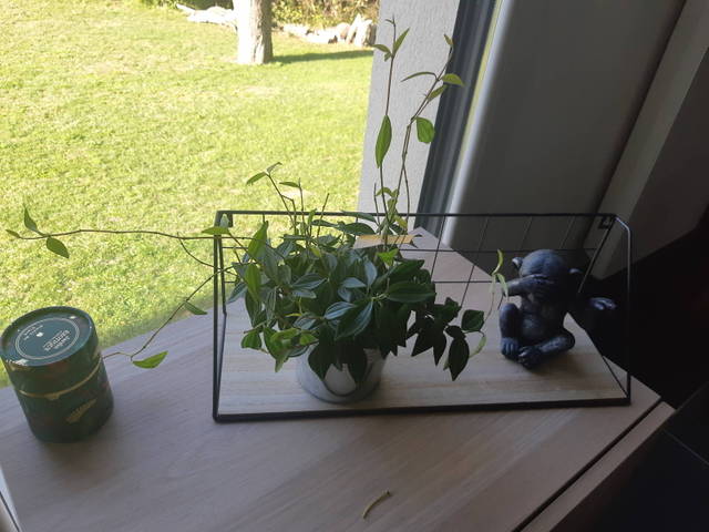 Peperomia agulata